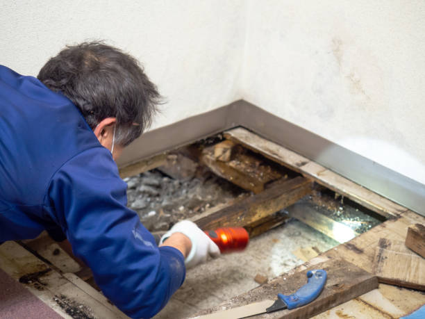 Best Mold Inspection  in Conway, FL