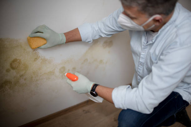 Mold Removal