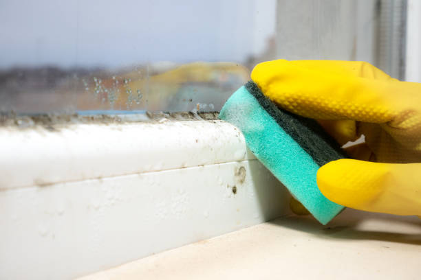 Best Black Mold Removal  in Conway, FL